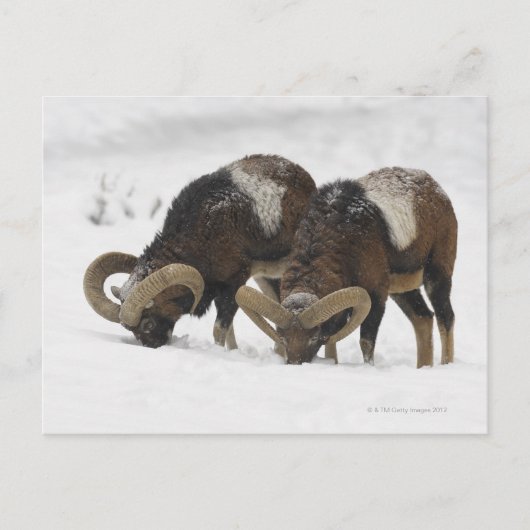 Mouflons im Winter, Deutschland Postkarte (Vorderseite)