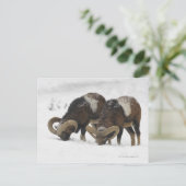 Mouflons im Winter, Deutschland Postkarte (Stehend Vorderseite)
