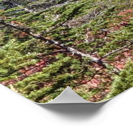 Mount Baker, Washington Fall Color Poster (Ecke)