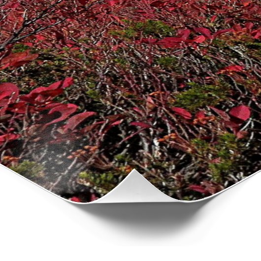 Mount Rainier Herbstfarben Foto Glossy Poster (Ecke)