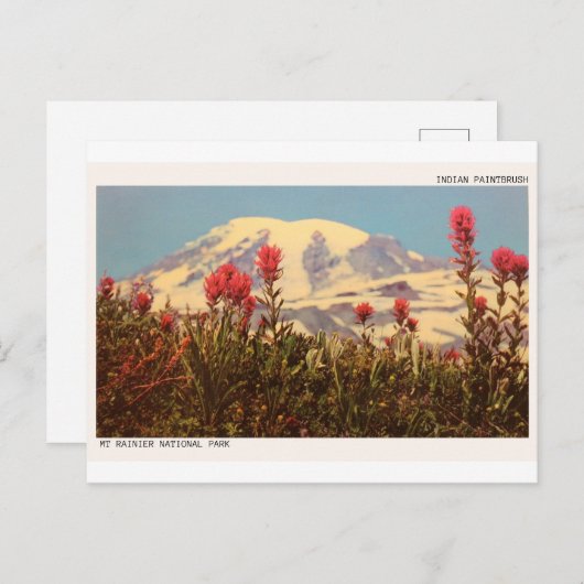 Mount Rainier Indian Paintbrush Postcard Postkarte (Vorne/Hinten)