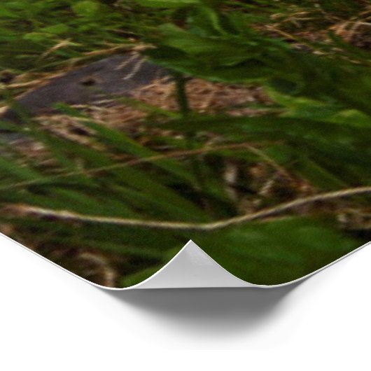 Mount Rainier National Park, Mount Rainier 1 Poster (Ecke)