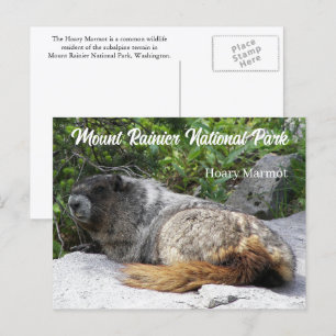 Mount Rainier Nationalpark Hoary Marmot Foto Postkarte
