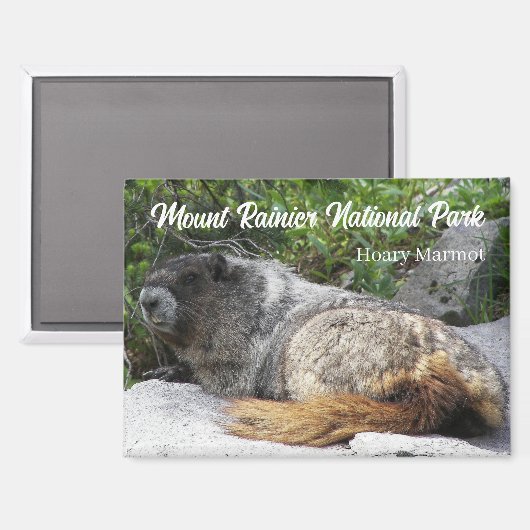 Mount Rainier Nationalpark Hoary Marmot Magnet (Vorderseite/Rückseite)