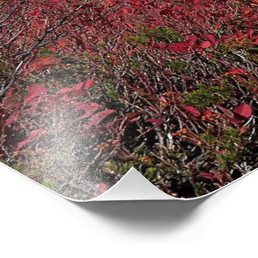 Mount Rainier Wanderweg Farbe Fall Fotodruck (Ecke)