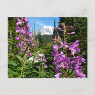 Mount Rainier zwischen lila Phlox-Blumen Postkarte