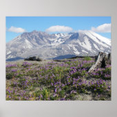 Mount St Helens Wildblumen Fotografisch Poster (Vorne)