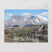 Mount St Helens Wildblumen Reisen Foto Postkarte (Vorderseite)