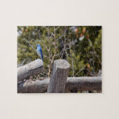 Mountain Blue Jay - 8x10 - 110 Stk. Puzzle (Horizontal)
