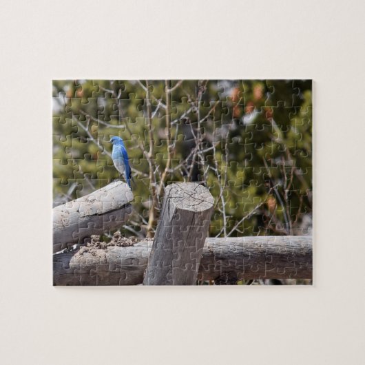 Mountain Blue Jay - 8x10 - 110 Stk. Puzzle (Horizontal)