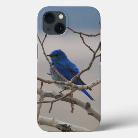 Mountain Bluebird Case-Mate iPhone Hülle (Rückseite)