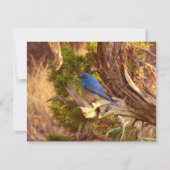 Mountain Bluebird im Nationalpark Arches (Vorderseite)