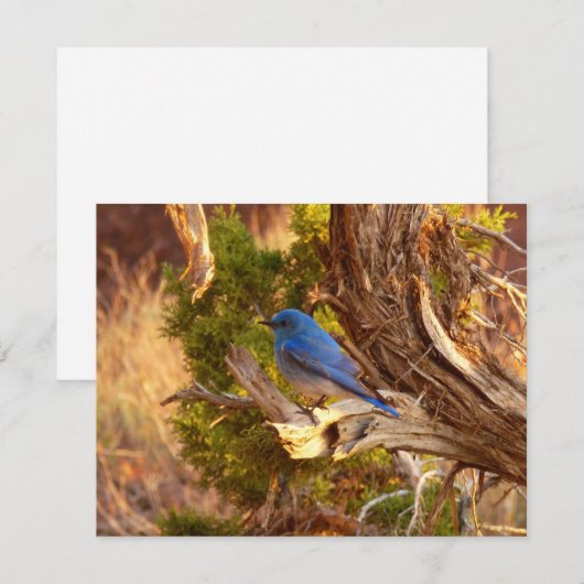 Mountain Bluebird im Nationalpark Arches (Vorne/Hinten)