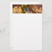 Mountain Bluebird im Nationalpark Arches Briefpapier (Vorne/Hinten)