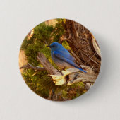 Mountain Bluebird im Nationalpark Arches Button (Vorderseite)