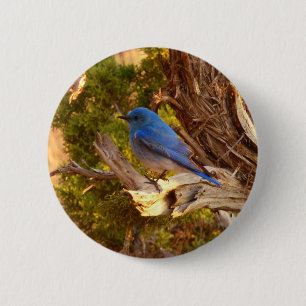 Mountain Bluebird im Nationalpark Arches Button