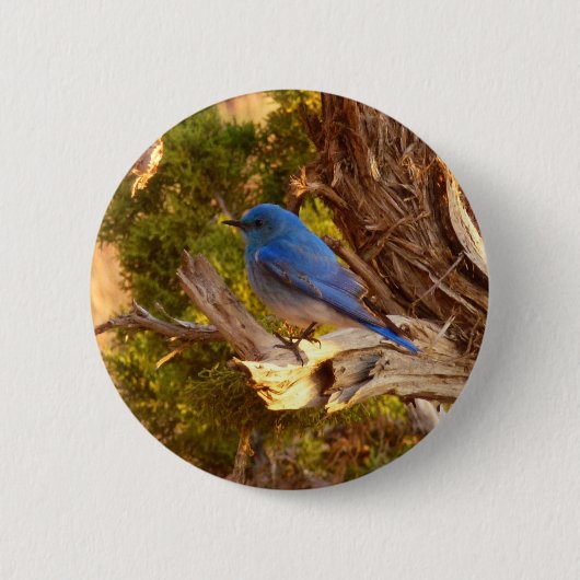 Mountain Bluebird im Nationalpark Arches Button (Vorderseite)