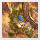 Mountain Bluebird im Nationalpark Arches Fensteraufkleber (Blatt)