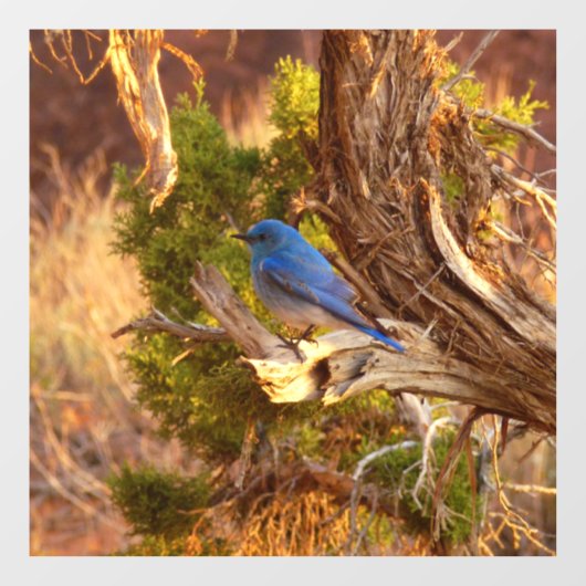 Mountain Bluebird im Nationalpark Arches Fensteraufkleber (Blatt)