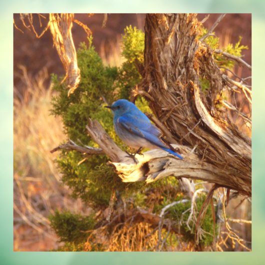 Mountain Bluebird im Nationalpark Arches Fensteraufkleber (Blatt 3)