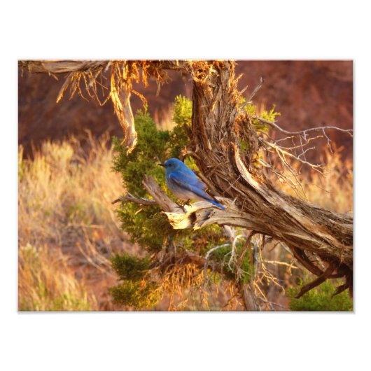 Mountain Bluebird im Nationalpark Arches Fotodruck (Vorne)