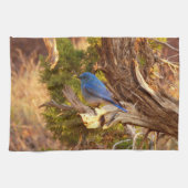 Mountain Bluebird im Nationalpark Arches Geschirrtuch (Horizontal)