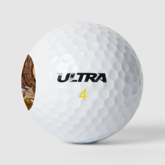 Mountain Bluebird im Nationalpark Arches Golfball (Logo)