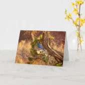 Mountain Bluebird im Nationalpark Arches Karte (Gelbe Blume)