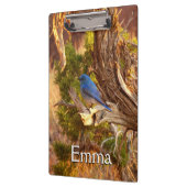 Mountain Bluebird im Nationalpark Arches Klemmbrett (Links)