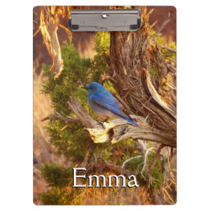 Mountain Bluebird im Nationalpark Arches Klemmbrett