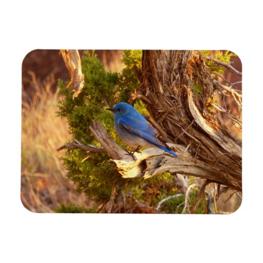 Mountain Bluebird im Nationalpark Arches Magnet (Horizontal)