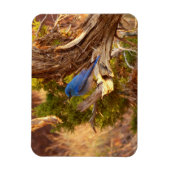 Mountain Bluebird im Nationalpark Arches Magnet (Vertikal)