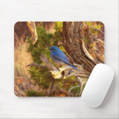 Mountain Bluebird im Nationalpark Arches Mousepad (Mit Mouse)