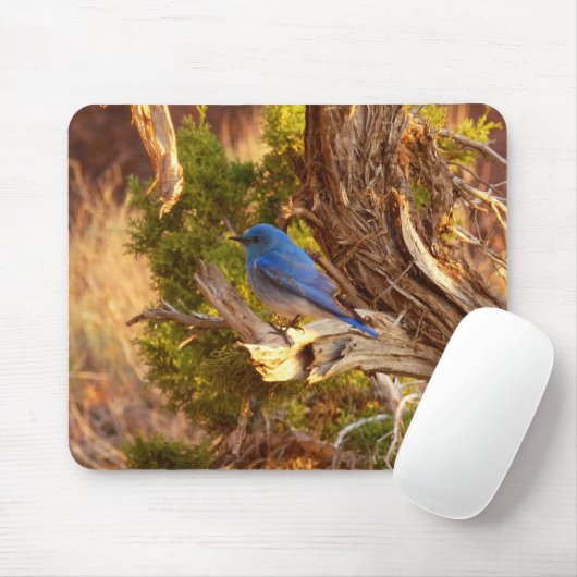 Mountain Bluebird im Nationalpark Arches Mousepad (Mit Mouse)
