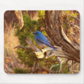 Mountain Bluebird im Nationalpark Arches Mousepad (Vorne)