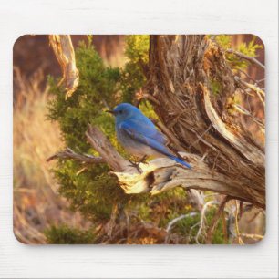 Mountain Bluebird im Nationalpark Arches Mousepad