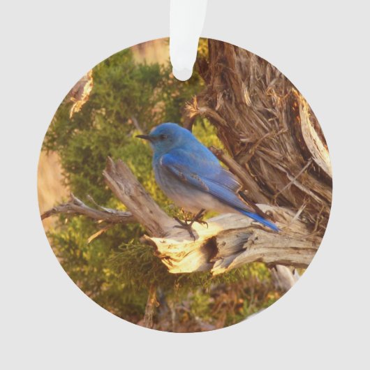 Mountain Bluebird im Nationalpark Arches Ornament (Vorderseite)