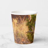 Mountain Bluebird im Nationalpark Arches Pappbecher (Vorderseite)