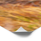 Mountain Bluebird im Nationalpark Arches Poster (Ecke)