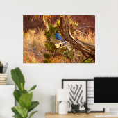 Mountain Bluebird im Nationalpark Arches Poster (Heimbüro)