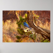 Mountain Bluebird im Nationalpark Arches Poster (Vorne)