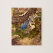 Mountain Bluebird im Nationalpark Arches Puzzle (Vertikal)