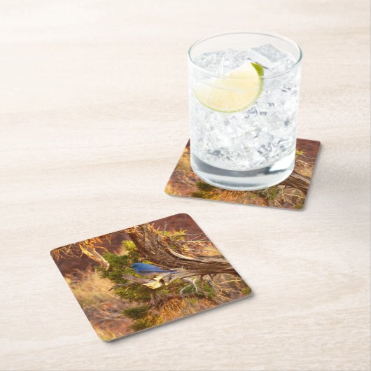 Mountain Bluebird im Nationalpark Arches Rechteckiger Pappuntersetzer (Vor Ort)