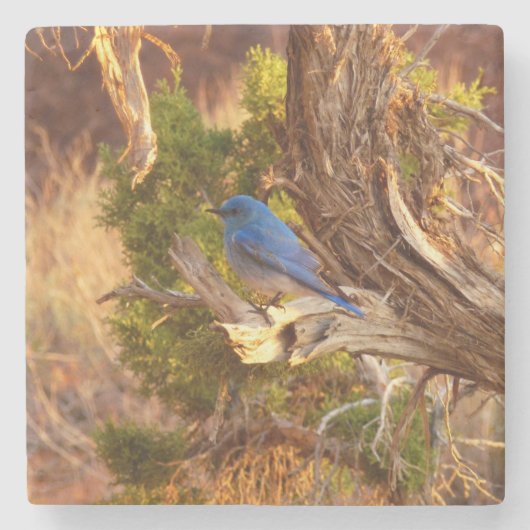 Mountain Bluebird im Nationalpark Arches Steinuntersetzer (Vorderseite)