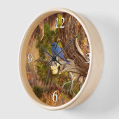 Mountain Bluebird im Nationalpark Arches Uhr (Winkel)