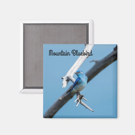 Mountain Bluebird Magnet (Vorderseite/Rückseite)