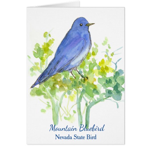 Mountain Bluebird Nevada Staat Bird Blank (Vorne)