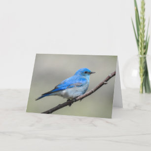 Mountain Bluebird Notecard Karte