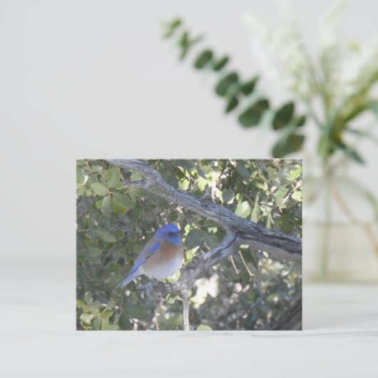 Mountain Bluebird Postkarte (Stehend Vorderseite)