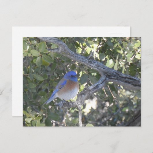 Mountain Bluebird Postkarte (Vorne/Hinten)